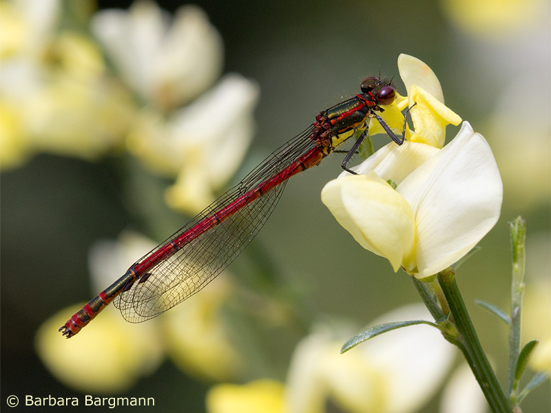 Pyrrhosoma nymphula - mâle